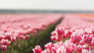 Pink tulips sky green stems - tulip free wallpaper