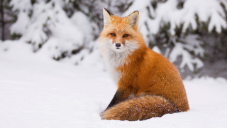 Red fox snow bush photorealistic - a red fox free wallpaper