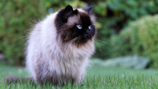 Blue eyes cat grass forest - expressionism free wallpaper