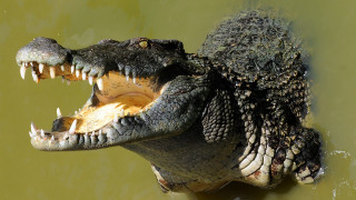 Alligator open mouth dinosaur fangs - plasticien free wallpaper