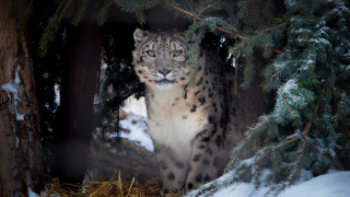 Snow leopard forest snow nature - in a forest area free wallpaper