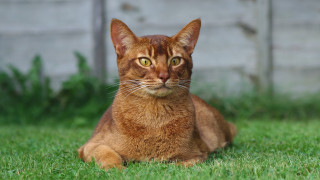 Sad cat in grass outdoors 6 - sumatraism free wallpaper