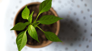 Small potted plant green leaves - the wall behind free wallpaper