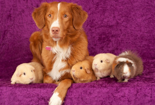 Dog guinea pigs purple couch - chica macnab free wallpaper