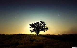 Lone tree field night sunset - a lone tree in a field free wallpaper