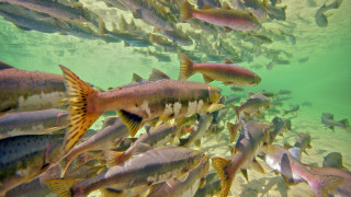 River fish ecological art award - ecological art free wallpaper for desktop