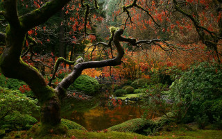 Tree pond autumn leaves forest - a pond and trees free wallpaper