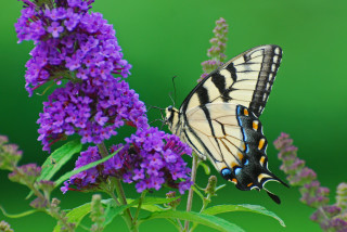 Butterfly purple flower green background - a purple flower free wallpaper