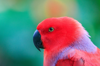 Red parrot blue purple green - chris labrooy free wallpaper