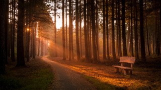 Forest bench sunset jigsaw light - a path in the middle of a forest free wallpaper