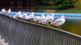 Birds fence water blue fence - a group of birds free wallpaper