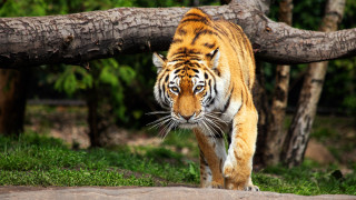 Tiger grass fallen branch forest - fallen free wallpaper