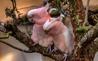 Pink birds perched branch art - bird free wallpaper for desktop