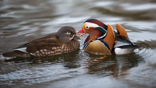 Ducks biting beak cloisonnism ocean - the water together free wallpaper