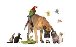 Dog cats bird head furry - a cat free wallpaper