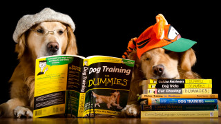 Dogs reading book hats glasses - a book together free wallpaper