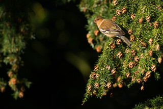 Bird branch cones nature blurry - a branch of a tree free wallpaper