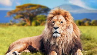 Lion field mountains clouds blue - carlos catasse free wallpaper for desktop