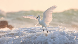 White bird over ocean with - a white bird free wallpaper