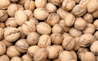 Nuts brown detailed oil painting - oil painting free wallpaper