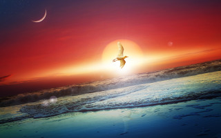 Bird beach sunset moon dreamlike 2 - over a beach free wallpaper