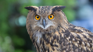 Bird yellow eyes blurry background - a close up of a bird free wallpaper