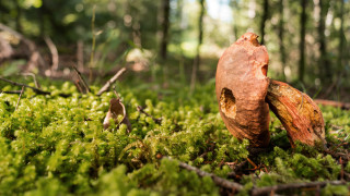 Mossy forest mushroom bokeh bird - a mushroom free wallpaper