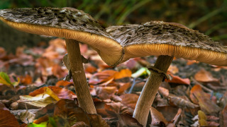 Mushrooms autumn leaves grass bokeh - two mushroom free wallpaper