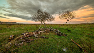 Tree grass field sky clouds - arthur quartley free wallpaper