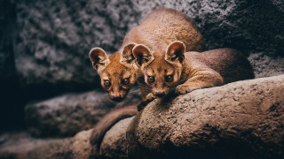 Curious young animals rock puzzle - a rock together free wallpaper