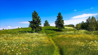 Grassy field trail hill forest - a grassy field free wallpaper