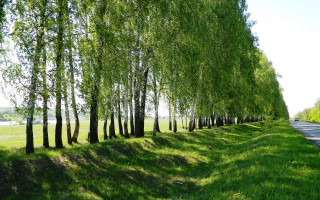 Road trees lake garden nature - a lake in the distance free wallpaper