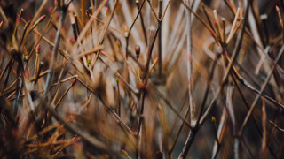 Bird perched branch grass twigs - anne rigney free wallpaper