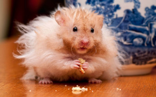 Hamster eating blurry shiba inu - free holidays wallpaper