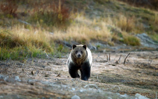 Bear walking dirt field forest 2 - viennese actionism free wallpaper