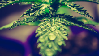 Green plant water droplets purple - ella guru free wallpaper