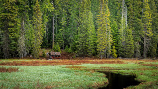 Cabin forest pond ecological art - detailed free wallpaper