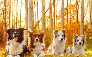 Dogs in grass autumn leaves - a dog free wallpaper