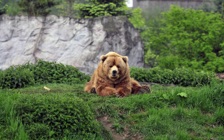 Brown bear green hillside forest 2 - a brown bear free wallpaper