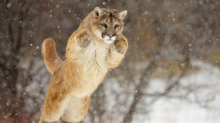 Mountain lion snow jumping animals - a mountain lion free wallpaper
