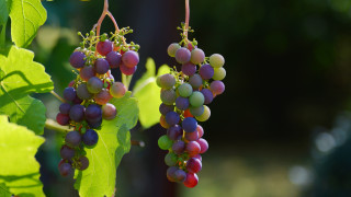 Grapes hanging from branch leaves - a bunch of grapes free wallpaper