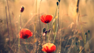 Red flowers blurry foreground kimono - impressionist free wallpaper