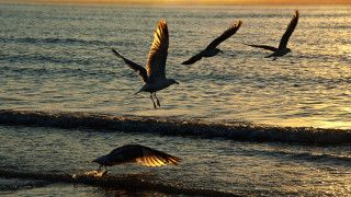 Birds ocean sunset flying beach - bird free wallpaper