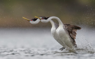 Birds fighting water air photorealistic - their wing free wallpaper