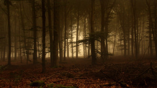 Forest leaves fog branches tonalism - a few branch free wallpaper
