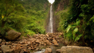 Waterfall jungle rocks trees stream - a stream free wallpaper
