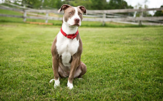 Dog grass fence redcollar blurry - a red collar free wallpaper