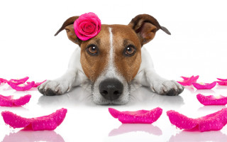 Dog pink rose petals black - pink petal free wallpaper