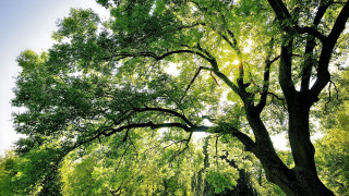 Large tree park bench autumn 2 - a park area free wallpaper