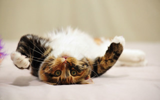 Cat glamor pose bed blurry - glamor pose free wallpaper